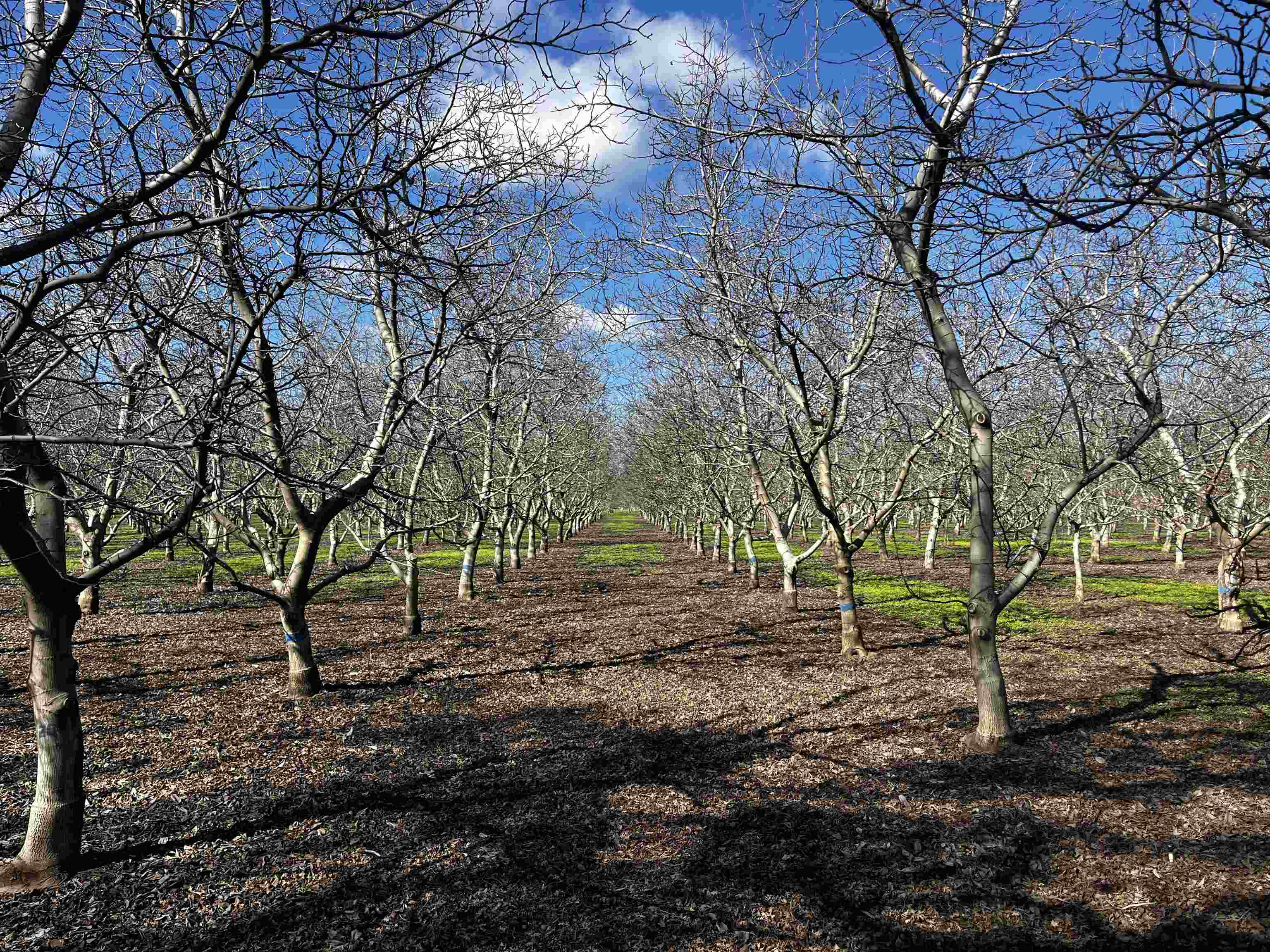 3900 Stephens Road Corning, CA 96021 - Photo 9 of 23
