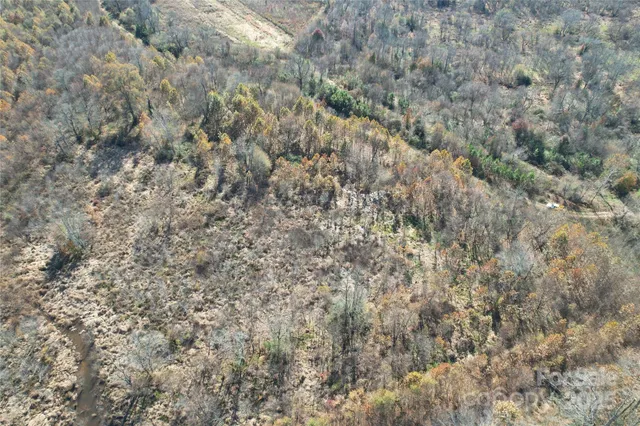 a close up of a tree