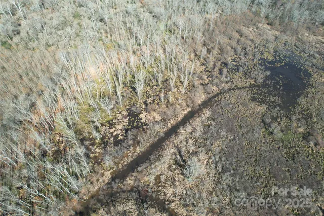 a close up of a plant