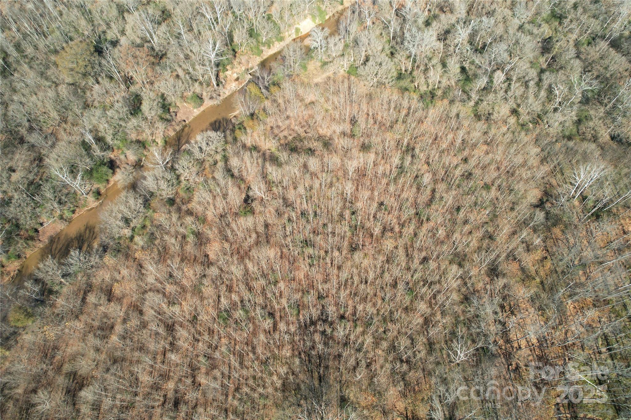 0 Mallard Drive Grover, NC 28073 - Photo 21 of 22 a close up of a plant