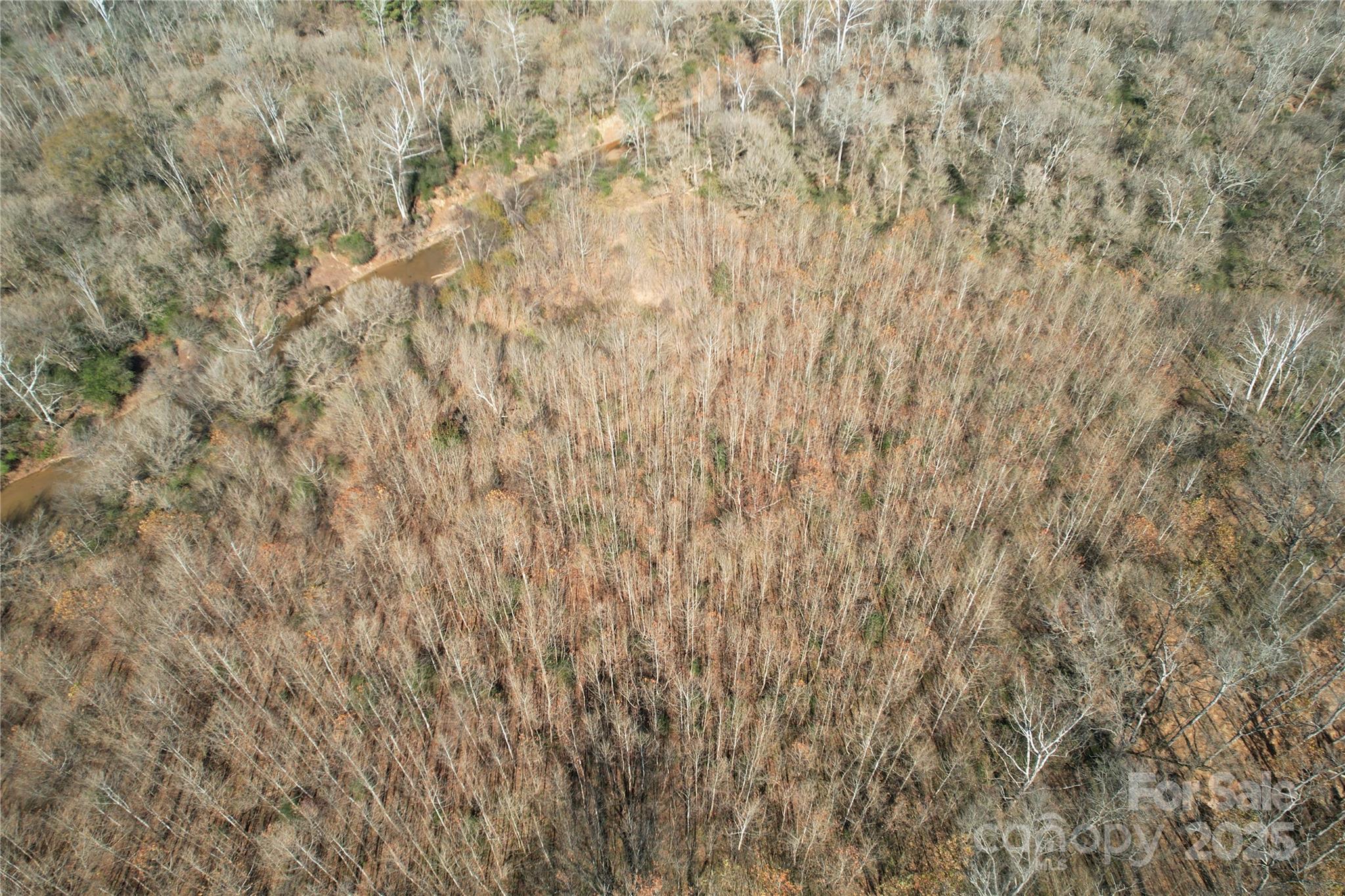0 Mallard Drive Grover, NC 28073 - Photo 5 of 22 a close up of a plant