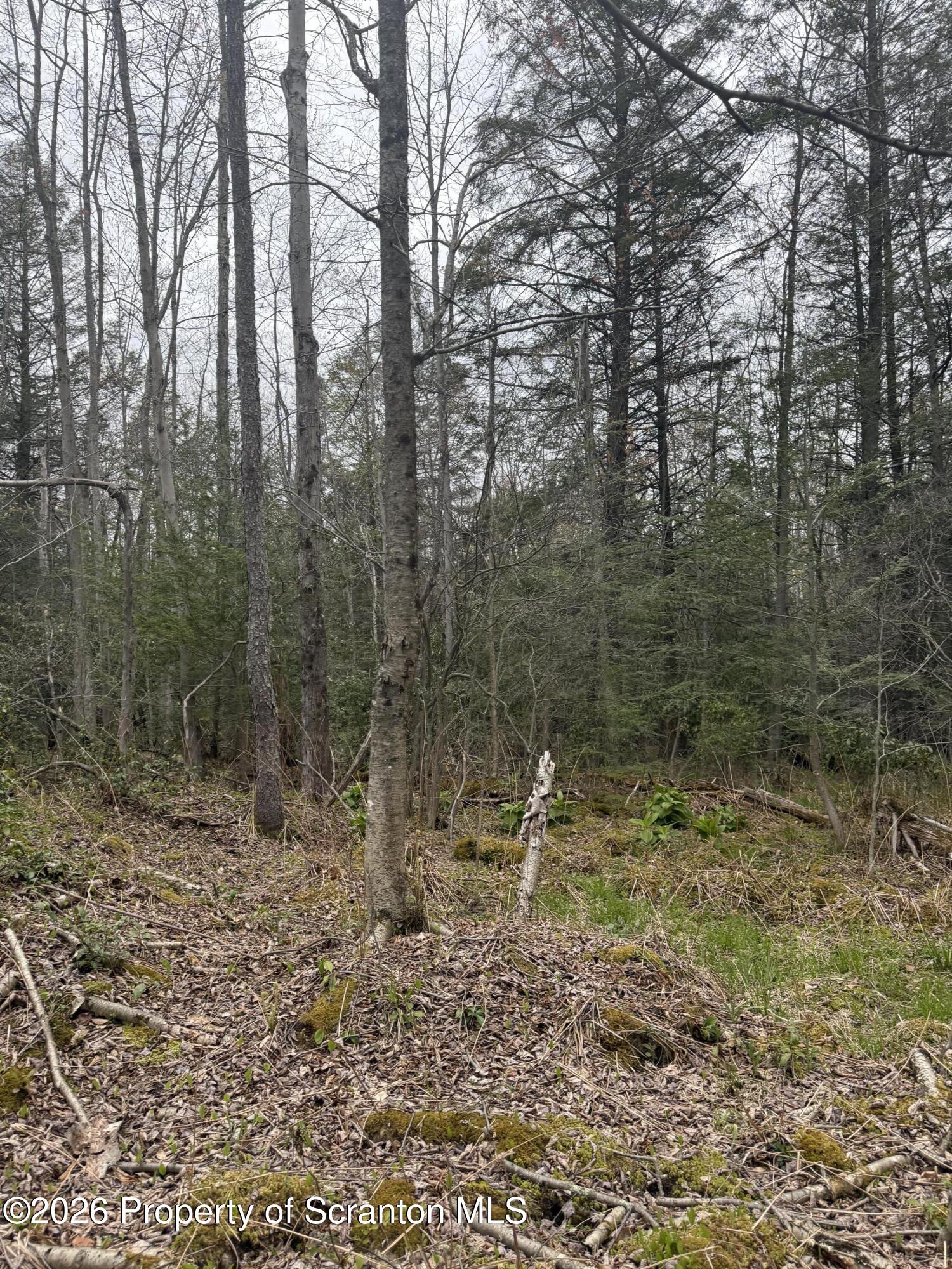 502 Rear Moscow, PA 18444 - Photo 13 of 14 a view of a forest with trees in the background