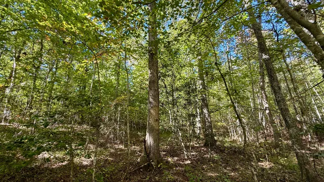 $86,500 | 0 Owl Hollow Road, Unit LOT 1, Palmer, TN 37365