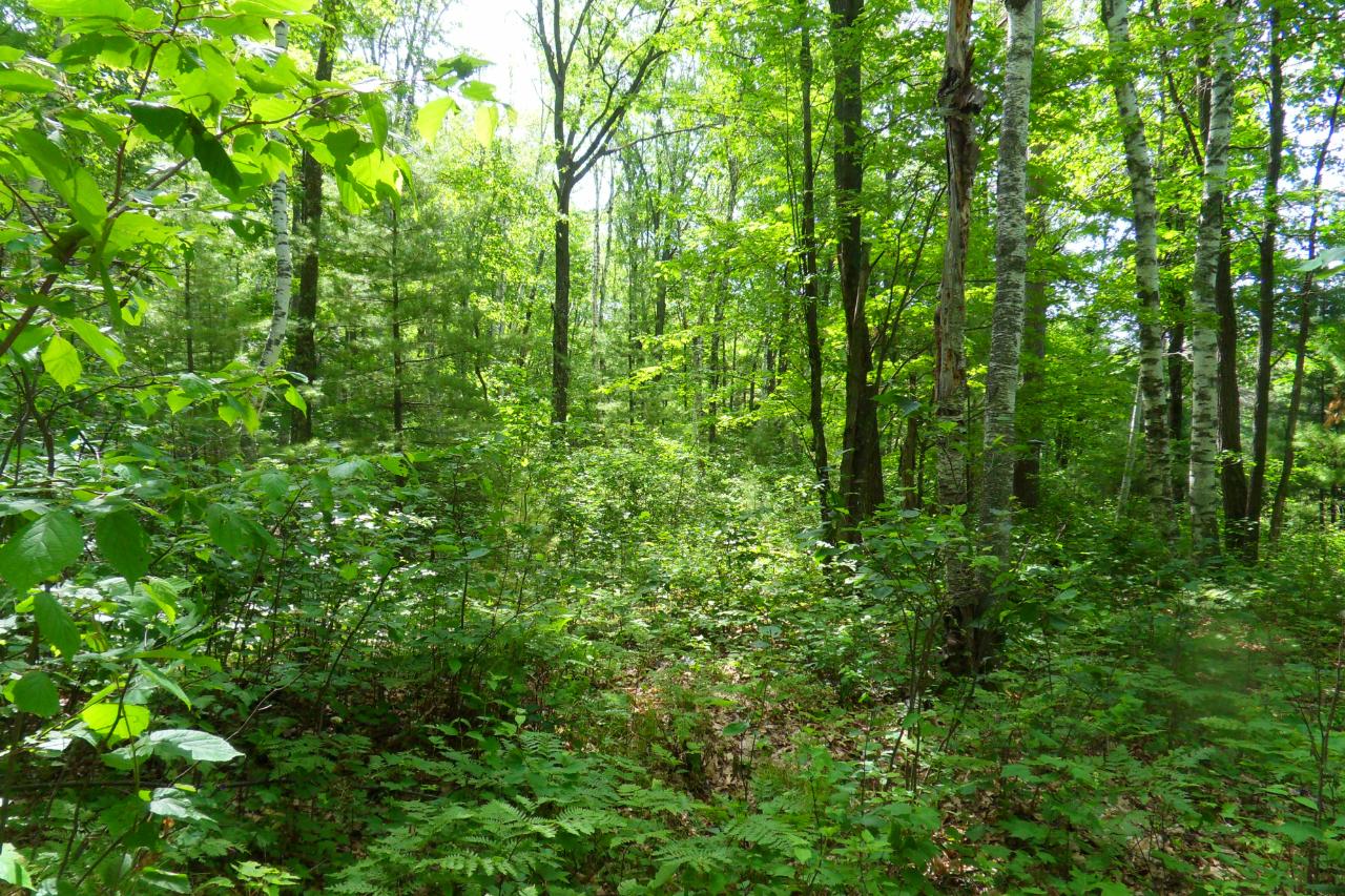 Lot 16 Acorn Lane Rhinelander, WI 54501 - Photo 13 of 13 Gallery Image 13