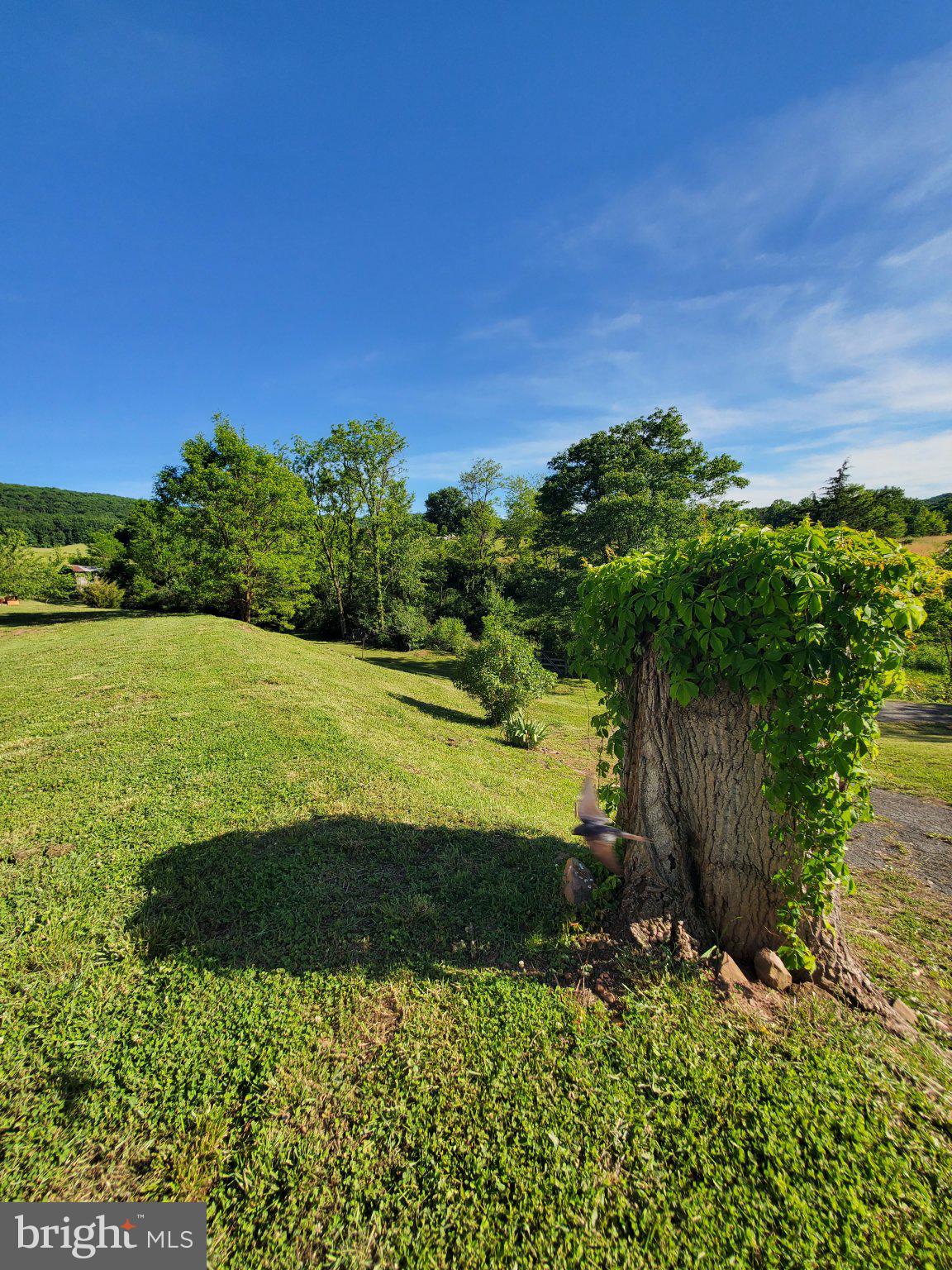 7881 Ford Hill Road Rio, WV 26755 - Photo 12 of 27 Nature's embrace on a sunny day.