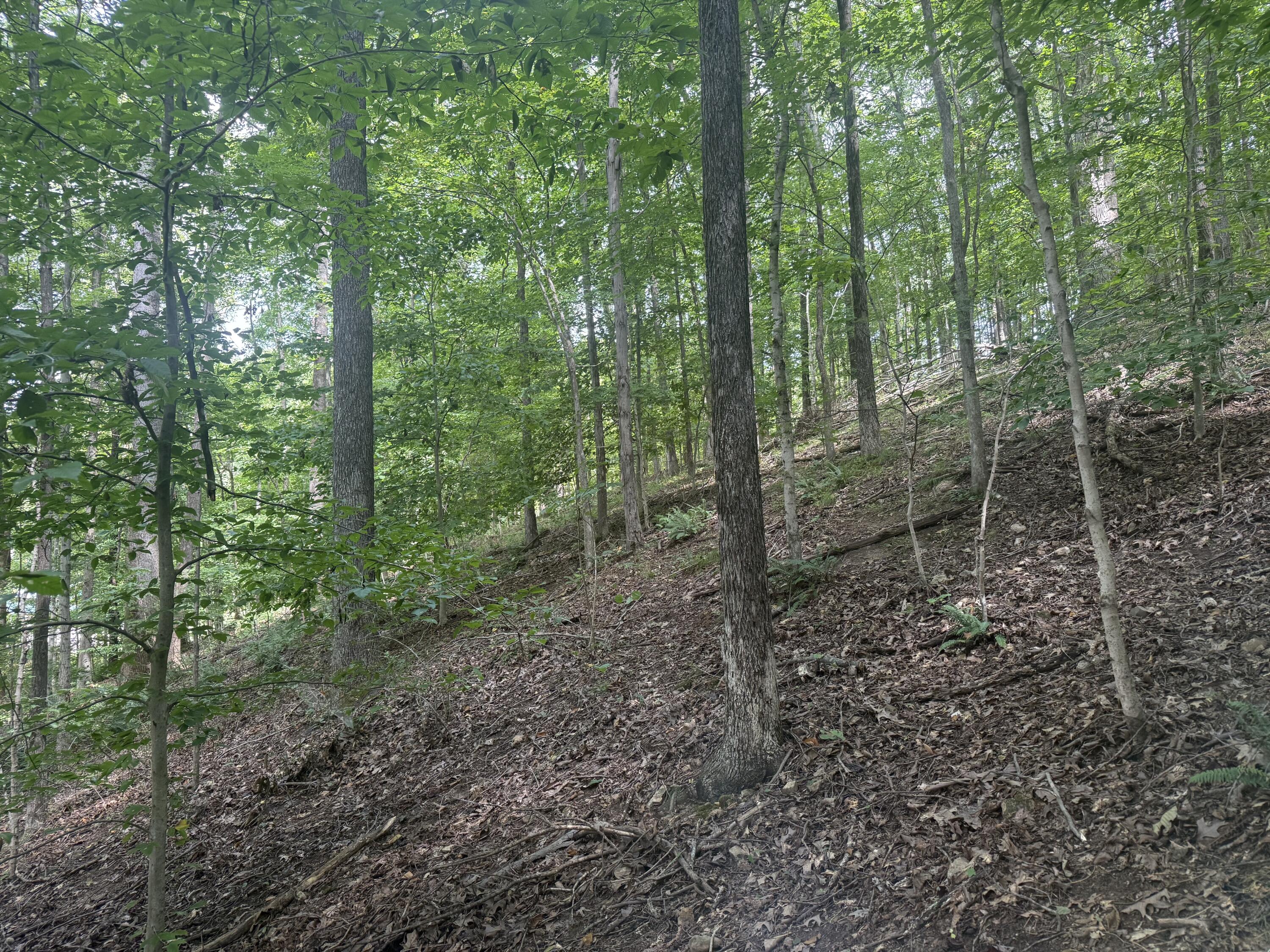 0 Perry Springs Road Eddyville, KY 42038 - Photo 5 of 41 2