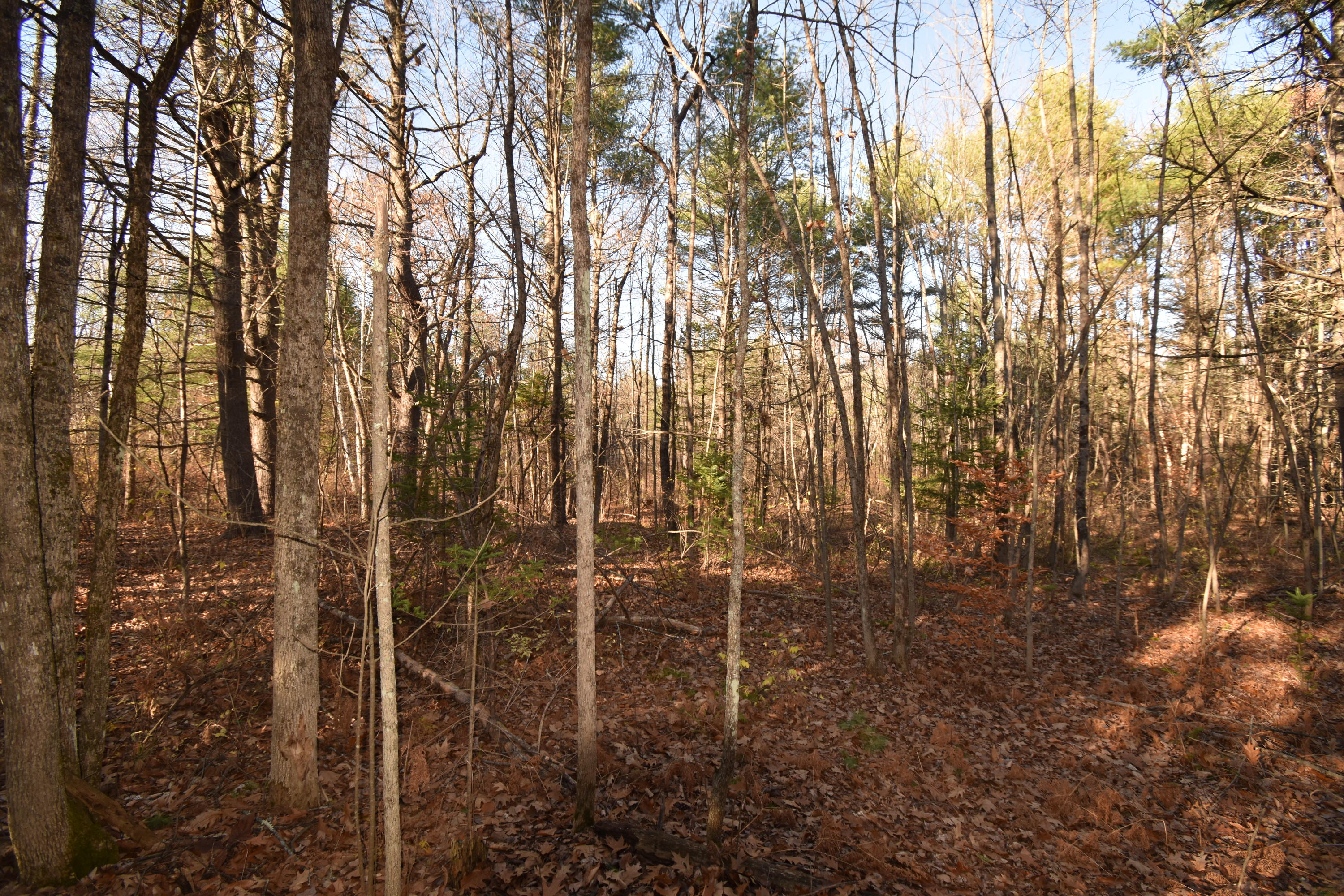 0 Lunts Hill Road Litchfield, ME 04350 - Photo 43 of 80 DSC_0875