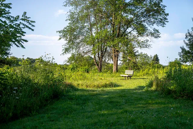 a view of a yard with a tree