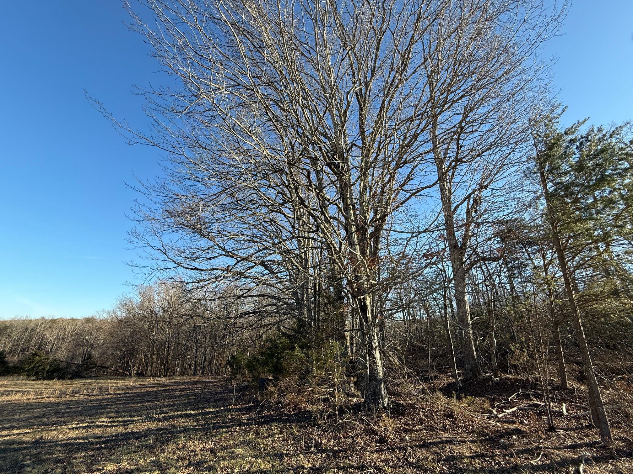 Lot 2 Lovely Valley Road Wirtz, VA 24184 - Photo 5 of 9 a view of backyard with green space