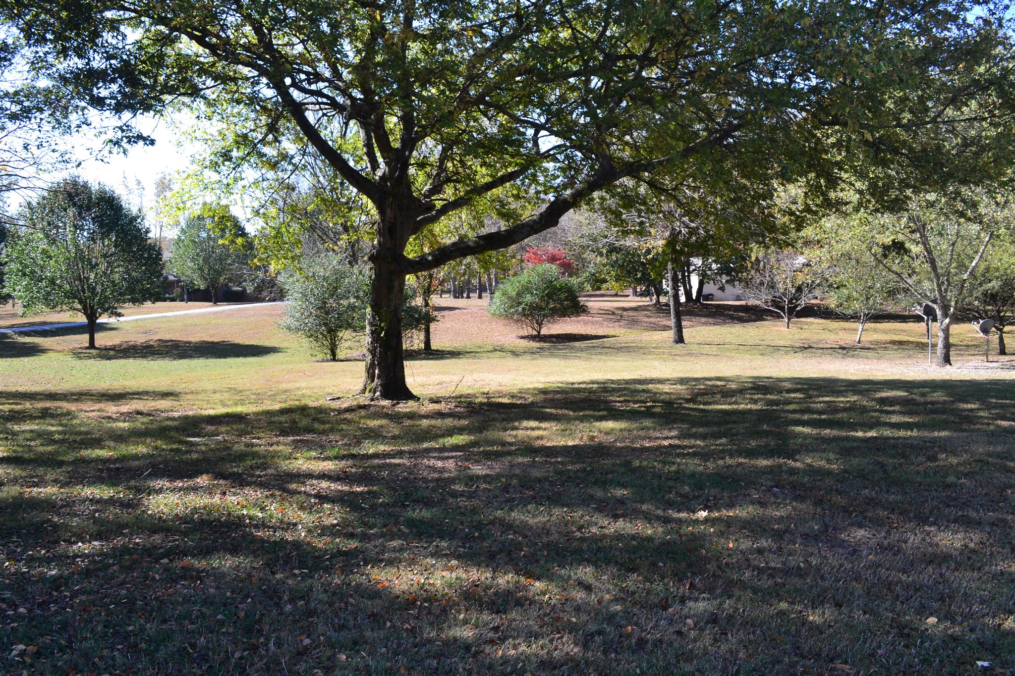 636 Cave Springs Road Lebanon, TN 37087 - Photo 17 of 18 a view of a yard with a tree