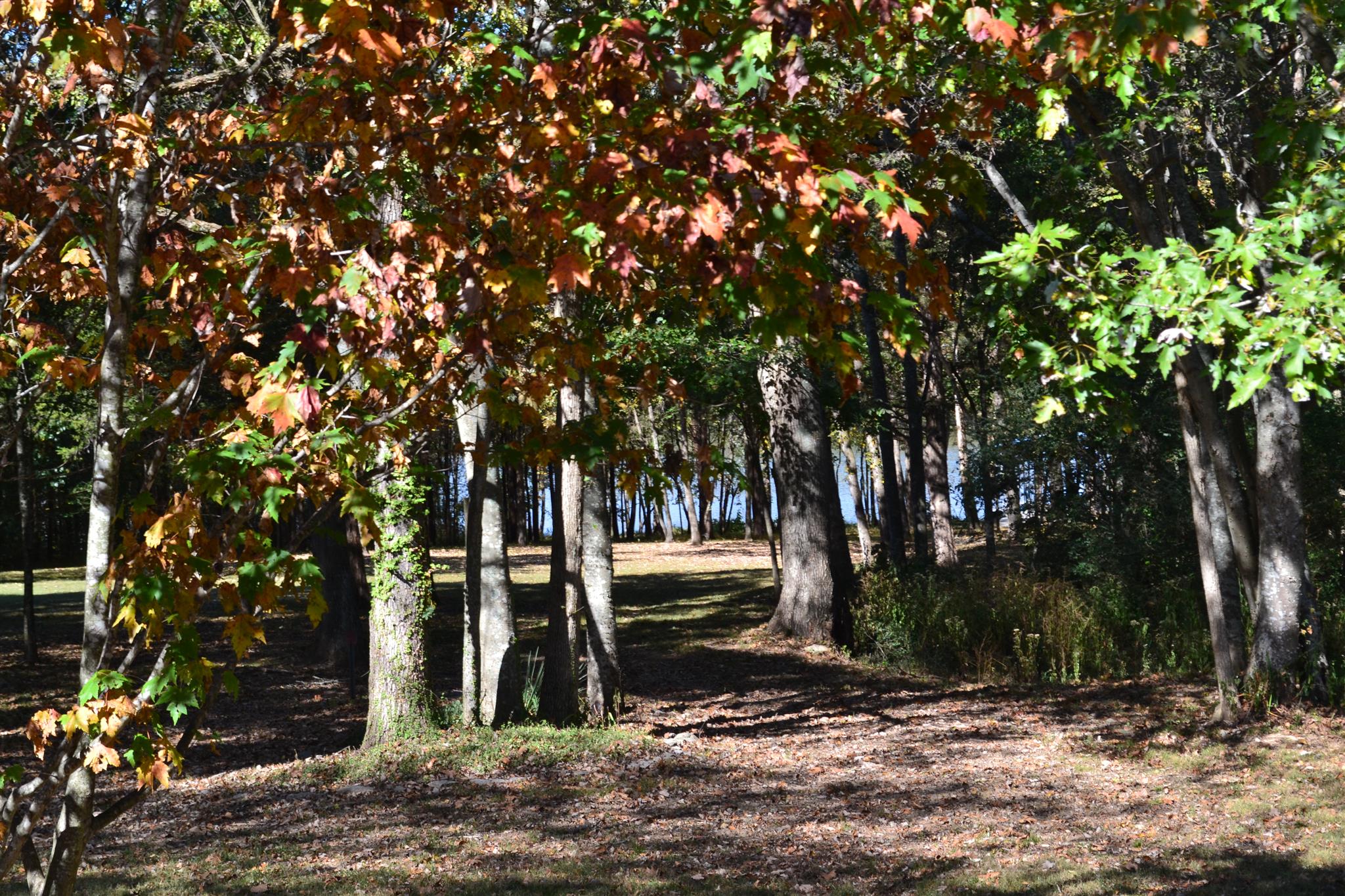 636 Cave Springs Road Lebanon, TN 37087 - Photo 8 of 18 a view of outdoor space and yard