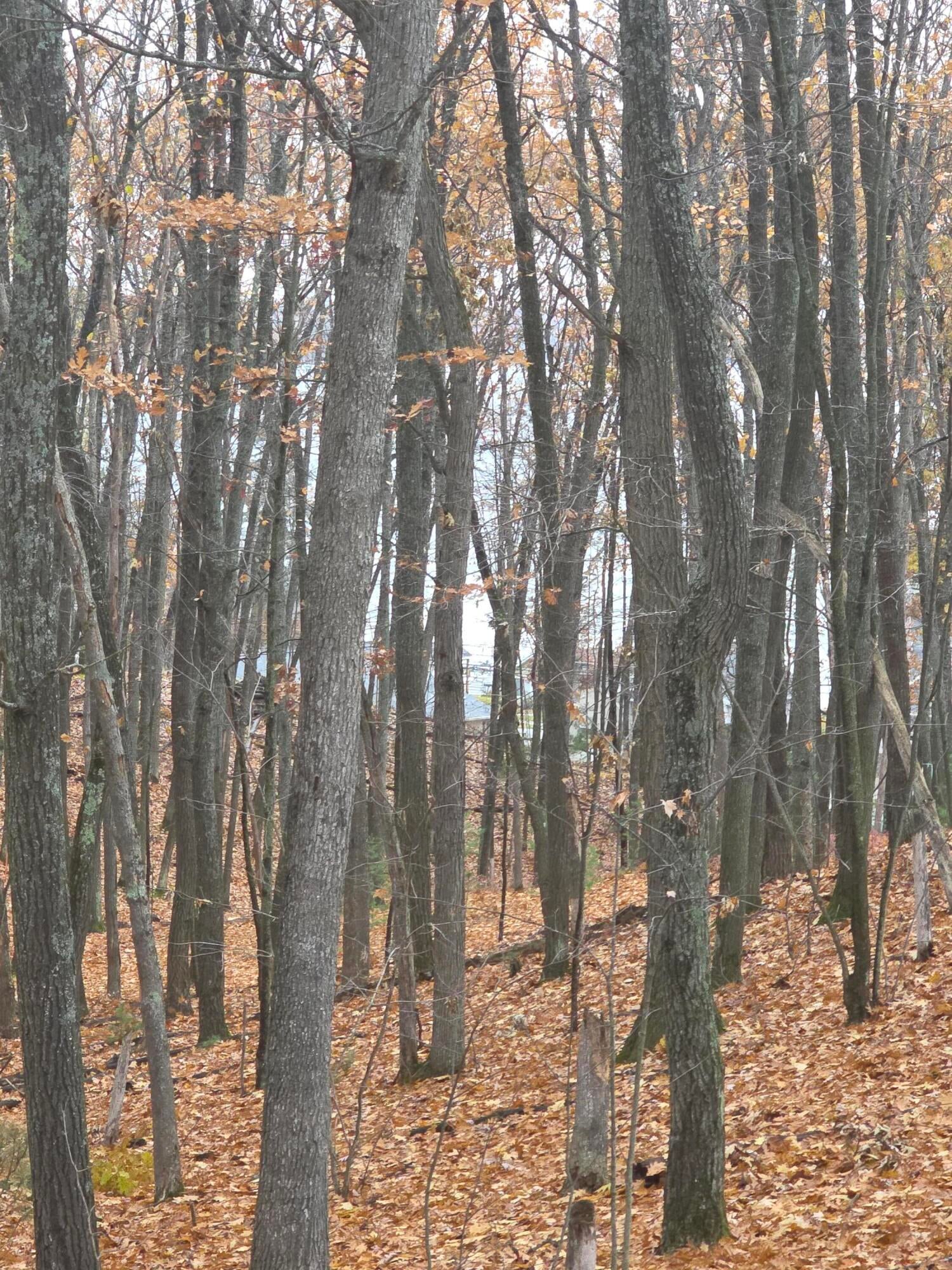 411 Peach Road Roscommon, MI 48653 - Photo 17 of 26 20251112_102416
