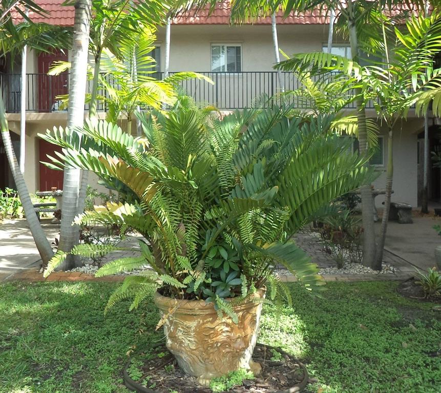 3050 Northeast 5th Terrace, Unit 6 Wilton Manors, FL 33334 - Photo 2 of 22 a backyard of a house with lots of green space