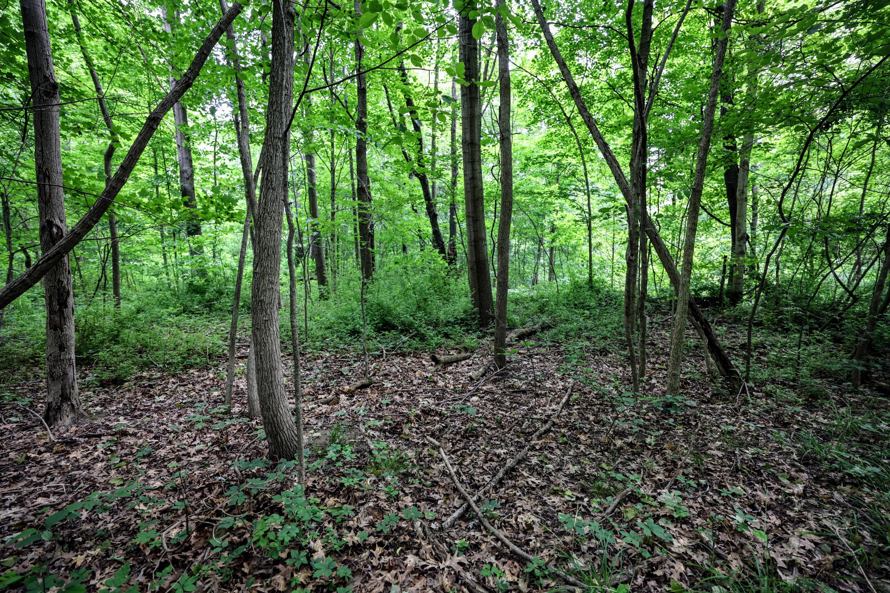 Vl Black River Road Bangor, MI 49013 - Photo 26 of 54 26