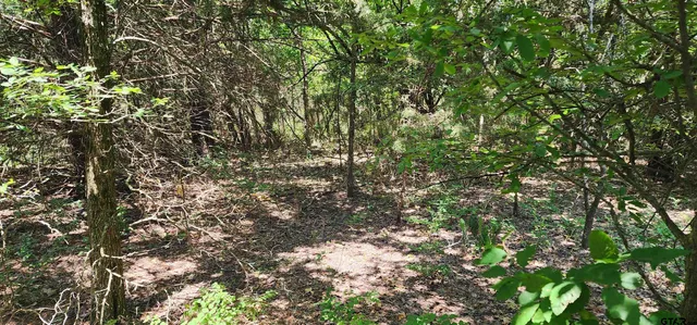 a view of a tree in a yard