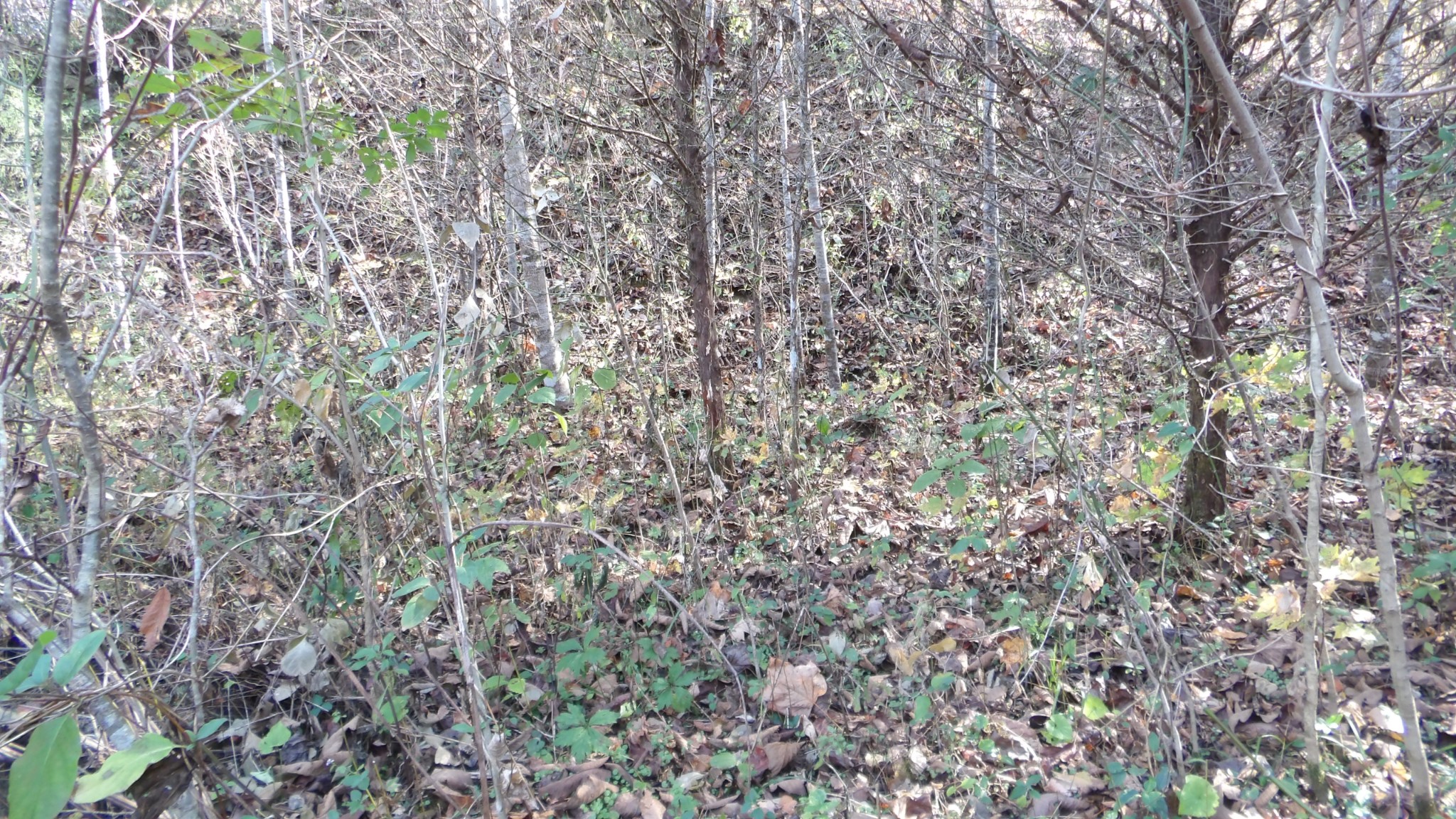 204 Modock Hollow Road Celina, TN 38551 - Photo 16 of 22 Gallery Image 16