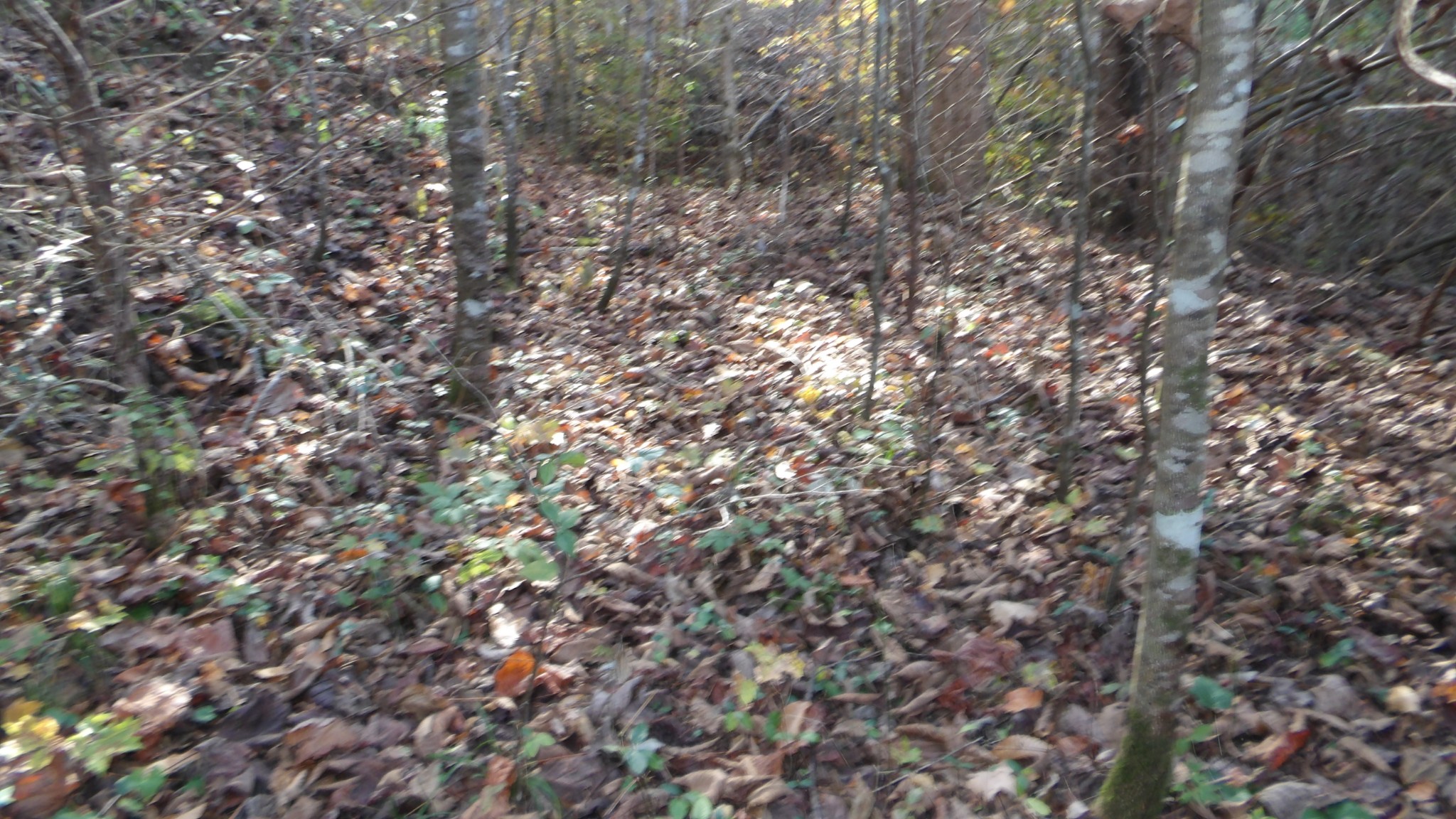 204 Modock Hollow Road Celina, TN 38551 - Photo 19 of 22 Gallery Image 19