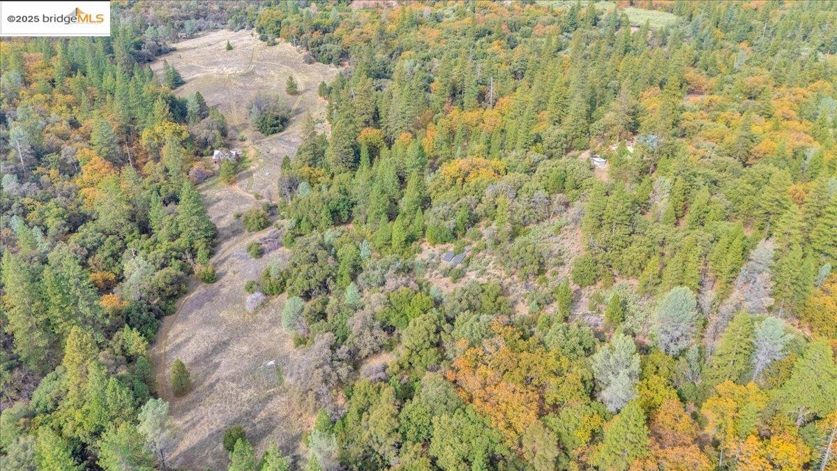 25300 Italian Bar Road Columbia, CA 95310 - Photo 31 of 60 a view of a forest with a dry yard