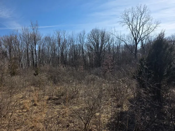 a view of a forest with trees in the background