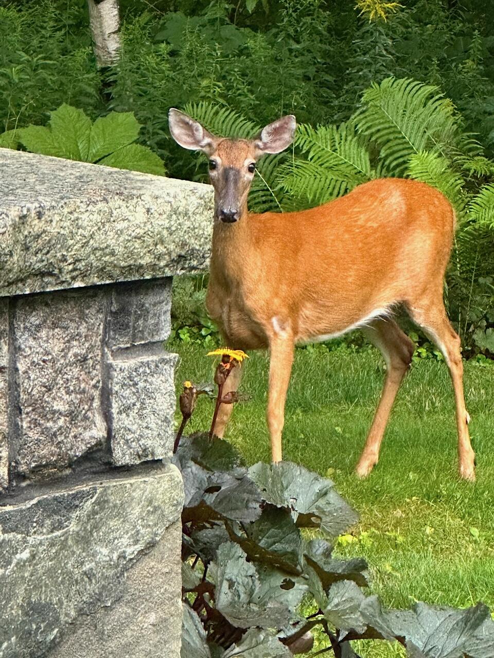 3 Canter Lane Cape Elizabeth, ME 04107 - Photo 34 of 37 IMG_9999