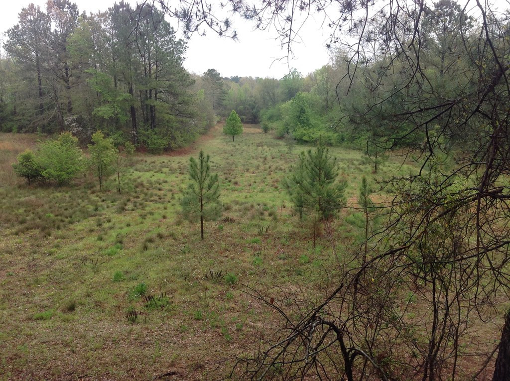 Tbd Tbd Dixie Road South Wagener, SC 29164 - Photo 24 of 25