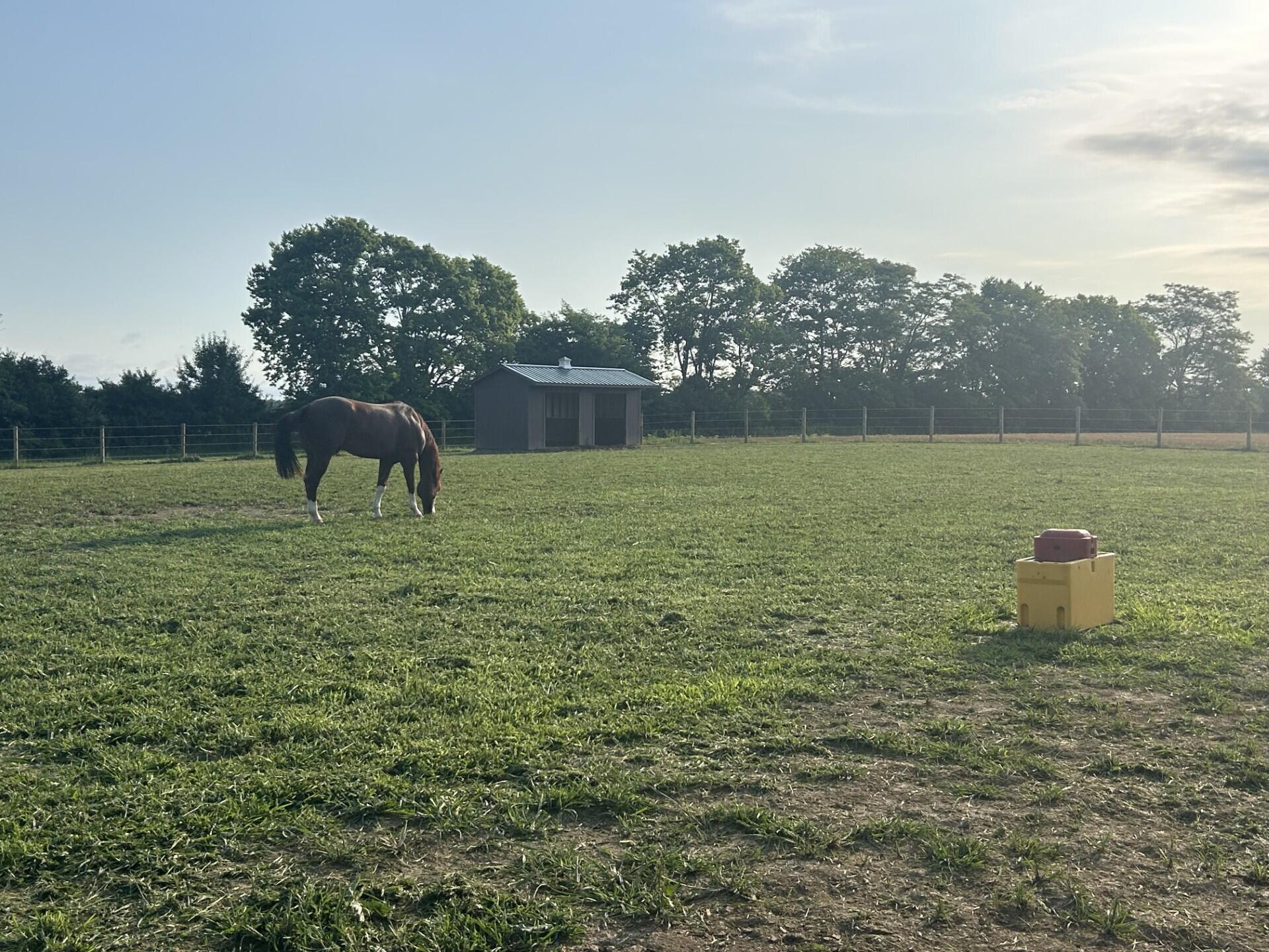 6090 Horseshoe Road Delaware, OH 43015 - Photo 13 of 41 Pasture 3 and Run in Shed