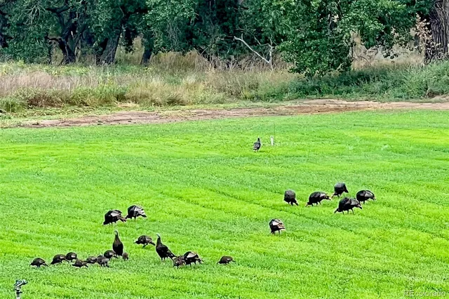 a view of a herd of animals grazing on a lush green field