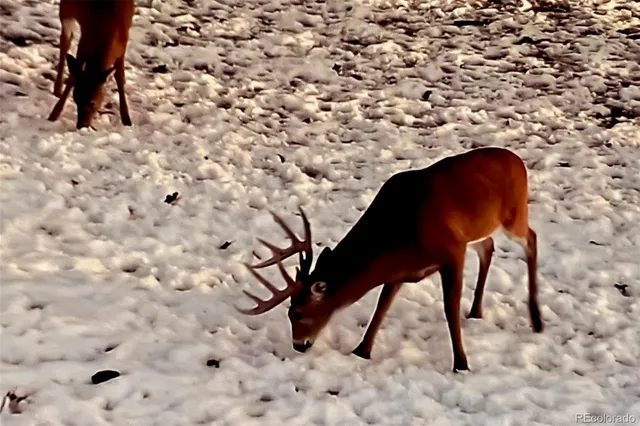 a view of a park with a tree in the grass