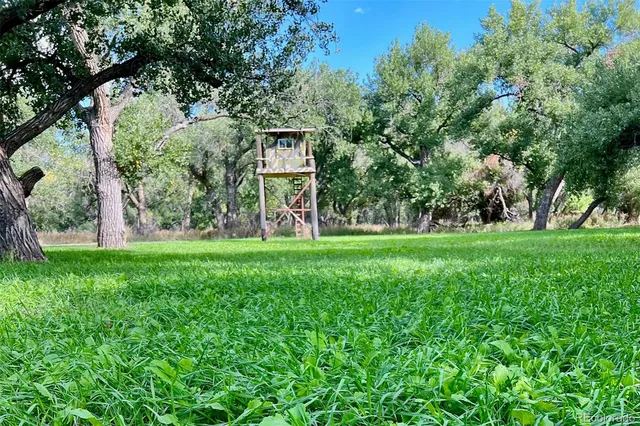 a view of a tree in a yard