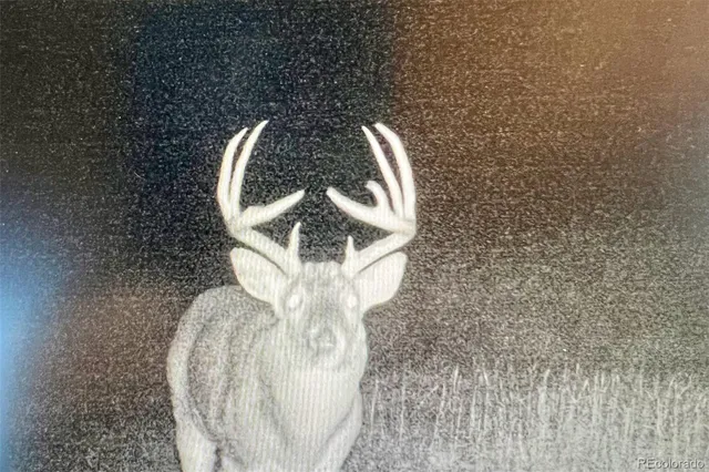 a view of a bunch of white flowers