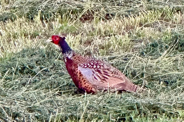 a view of a yard covered with snow in front of house