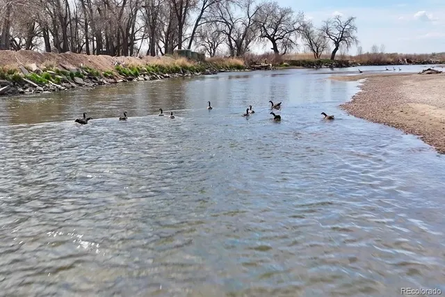 a large body of water with a tree in the background
