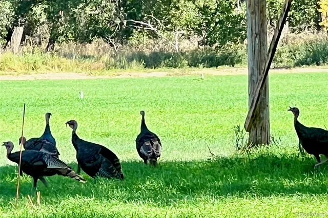 a view of yard from a lake view