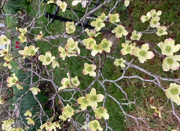 a picture of flowers