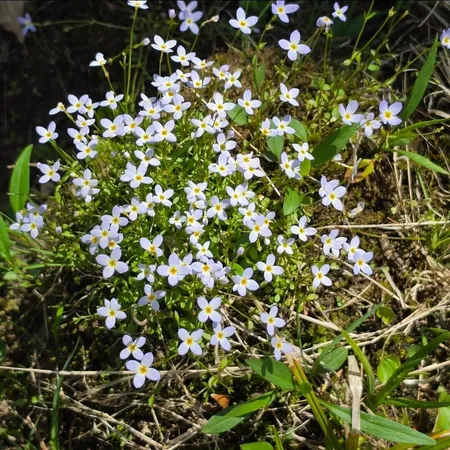 a view of flowers in bunch
