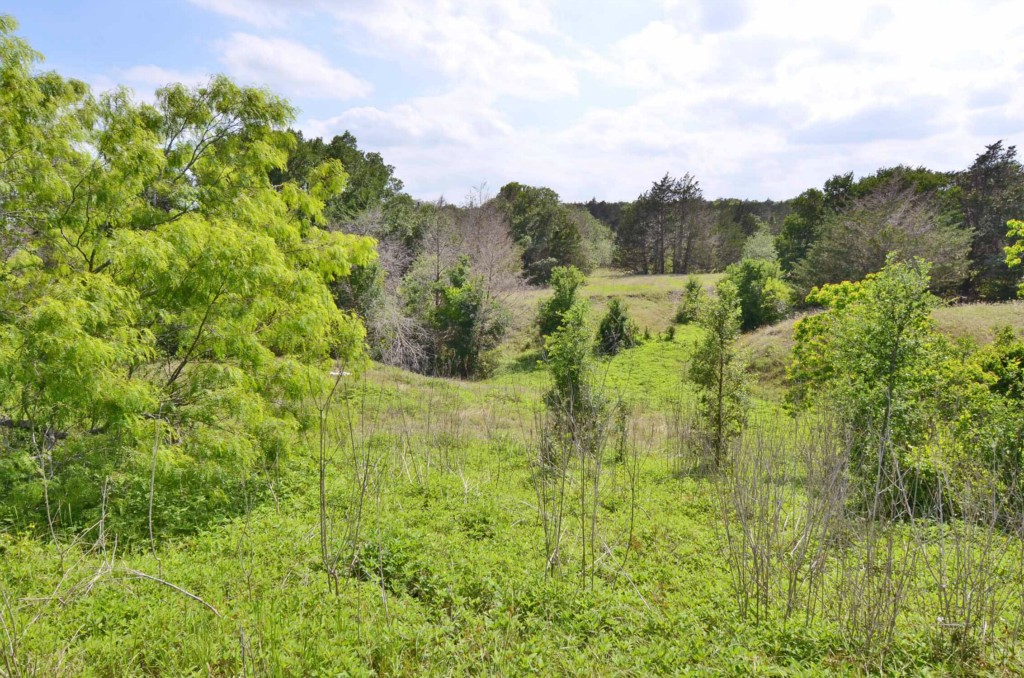 0 Bryant Road Schulenburg, TX 78956 - Photo 1 of 1 a view of a lush green forest with a houses