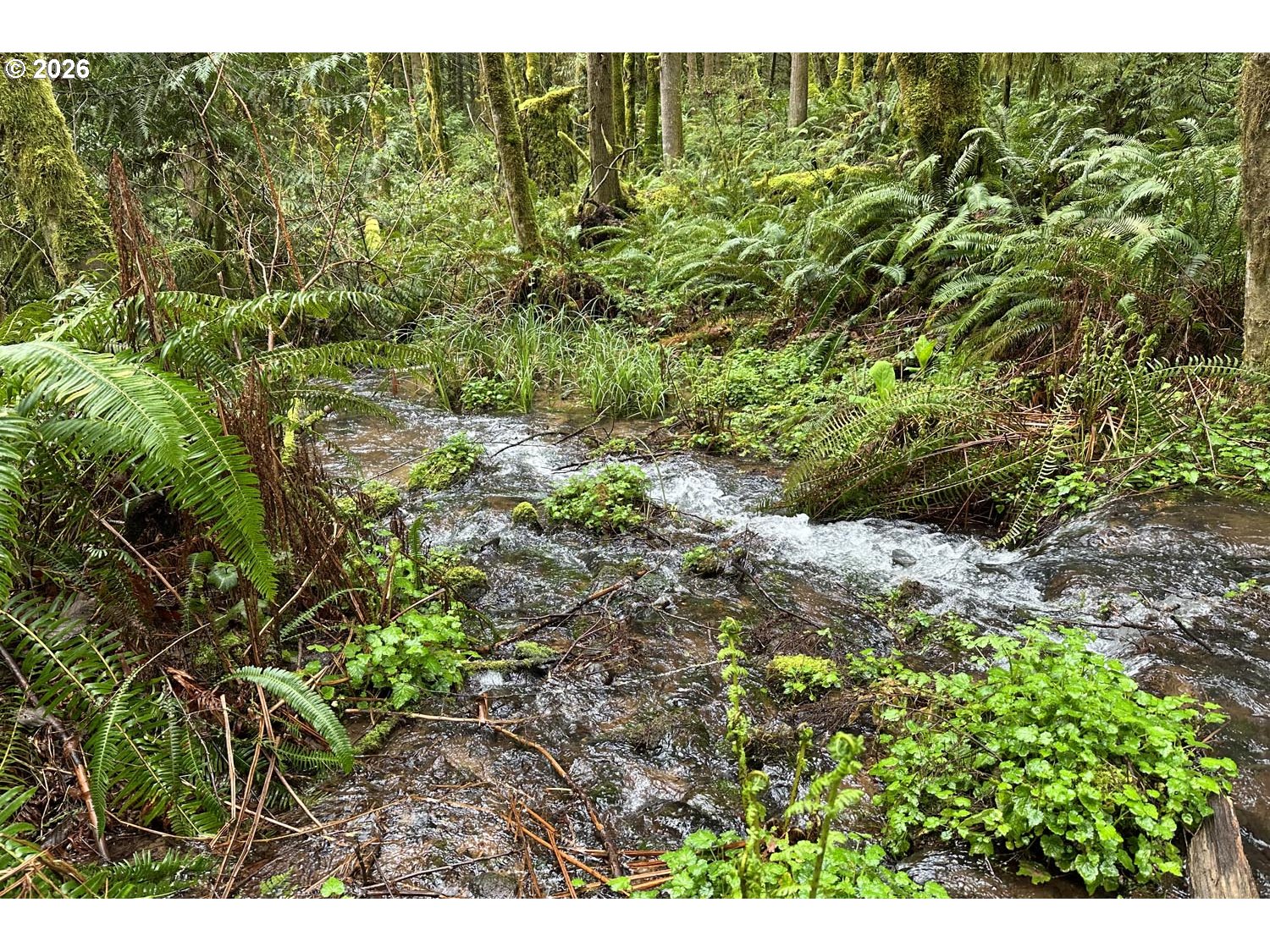 39449 Ann Lane Marcola, OR 97454 - Photo 3 of 8 a view of a yard