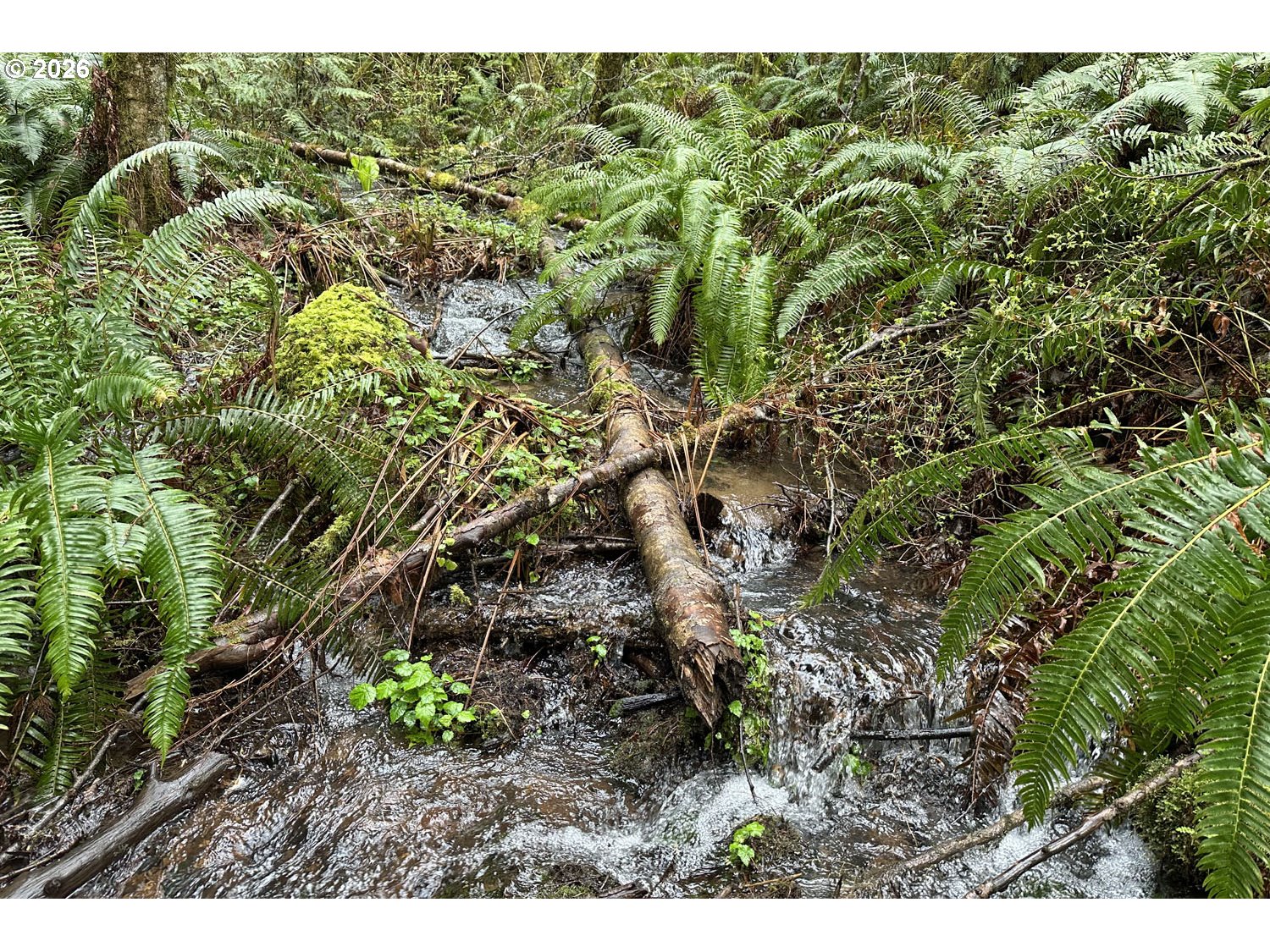39449 Ann Lane Marcola, OR 97454 - Photo 4 of 8 a view of a forest with a tree