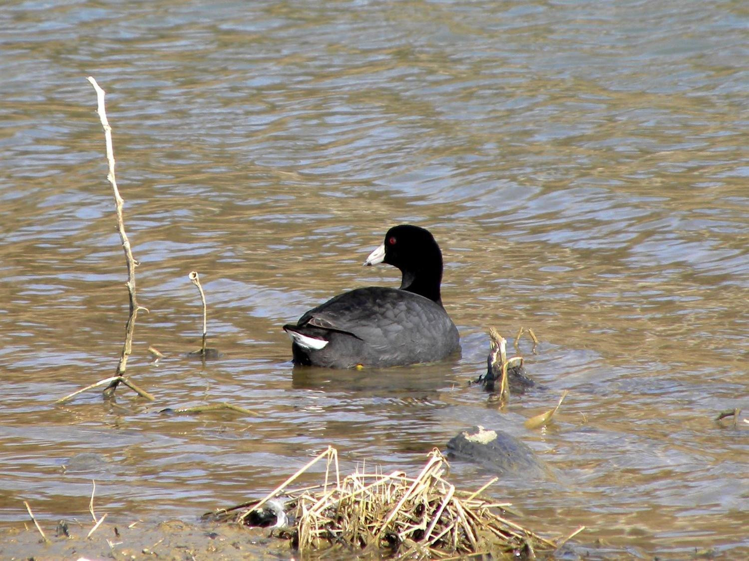 2056 Red House Road Richmond, KY 40475 - Photo 64 of 67 American Coot!