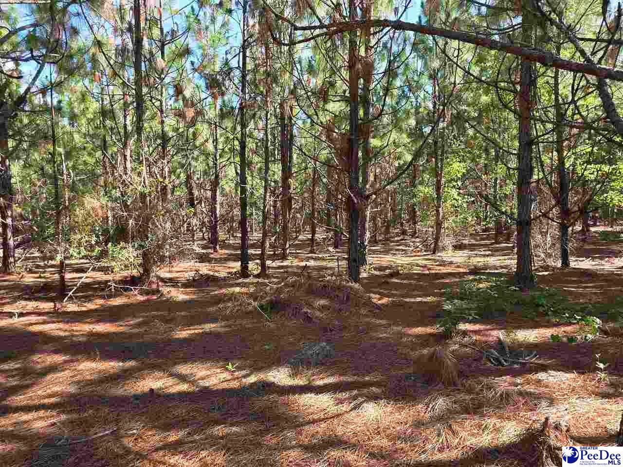 0 Black Creek Road Mount Croghan, SC 29727 - Photo 6 of 16 Gallery Image 6