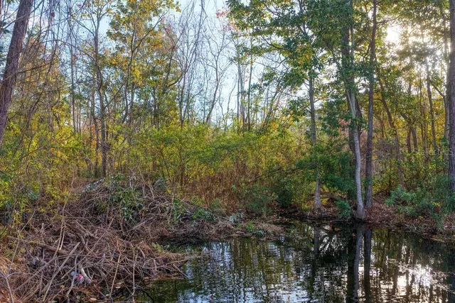 a view of a lake with lots of trees