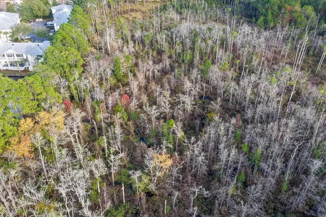 a view of a forest with a tree