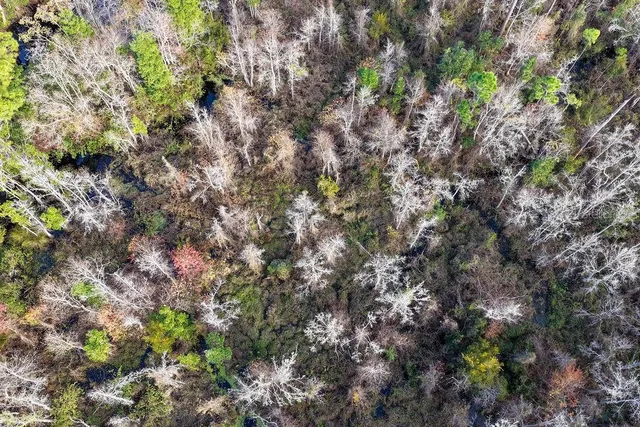 a view of a plants in a garden