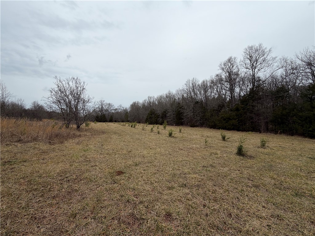 1 Seneca St Extension Calhoun Falls, SC 29628 - Photo 29 of 32 Expansive natural landscape featuring a mix of mature and young trees, ideal for peaceful living.