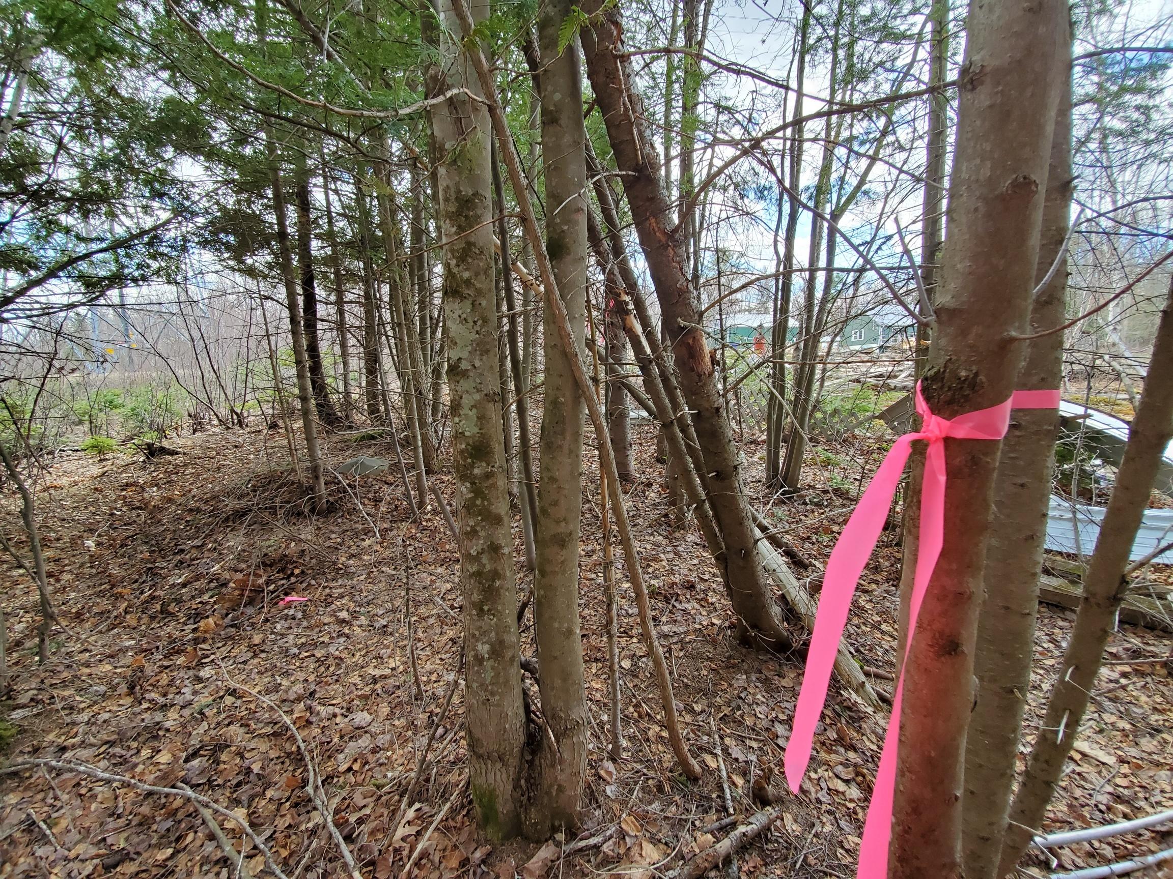 67 Powersville Road Medway, ME 04460 - Photo 43 of 55 boundary lines marked w/pink tape