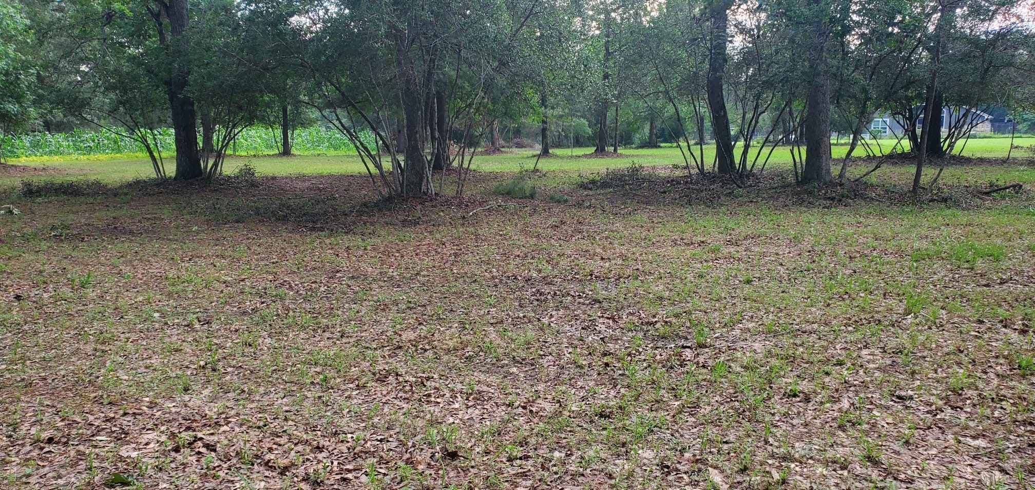 15203 Bart Lake Road Conroe, TX 77303 - Photo 8 of 8 a view of a tree in the middle of a yard