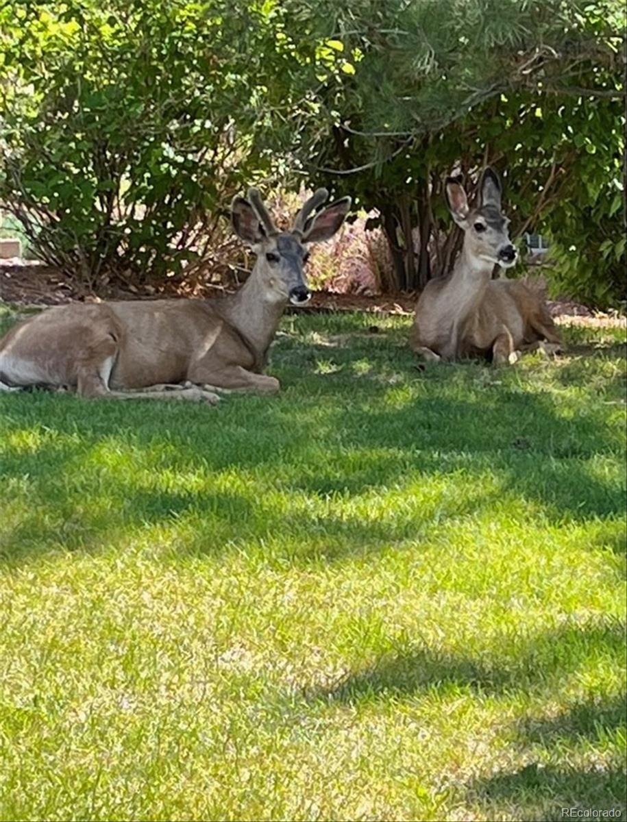 22960 East Roxbury Drive, Unit F Aurora, CO 80016 - Photo 34 of 43 a backyard of a house with lots of green space