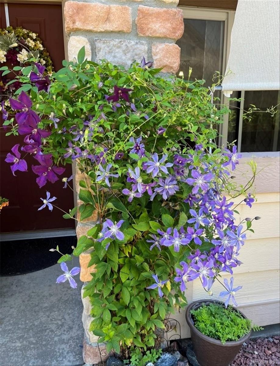 22960 East Roxbury Drive, Unit F Aurora, CO 80016 - Photo 39 of 43 a view of a flower in a garden