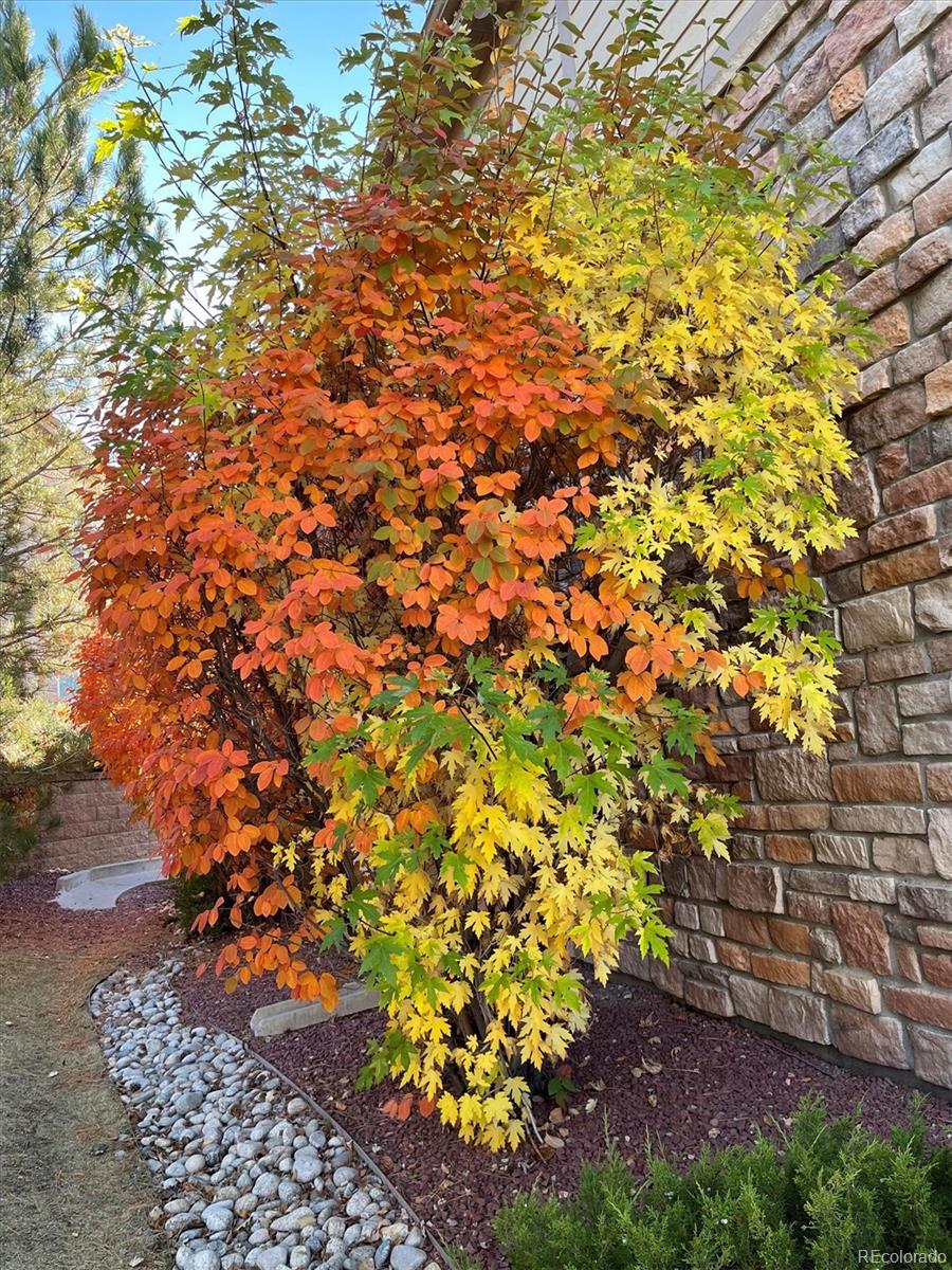 22960 East Roxbury Drive, Unit F Aurora, CO 80016 - Photo 41 of 43 a picture of plants
