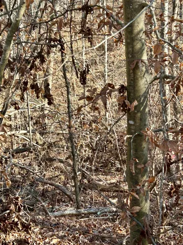 $16,900 | Lot 72 Sutton Cove Court, Westminster, SC 29693